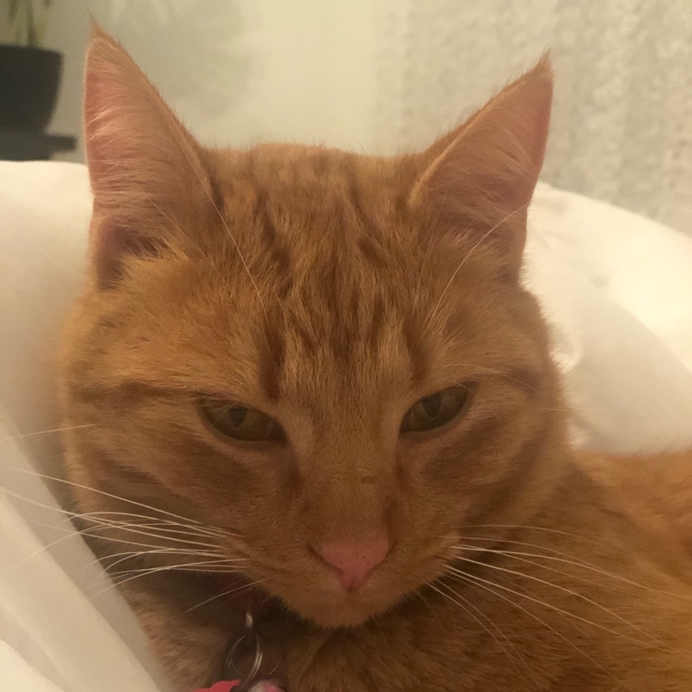 Meet your Posher, Martha